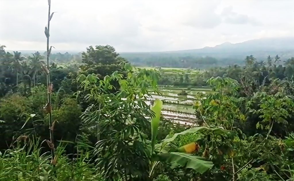 land fo rent with view rice fields and mount Agung