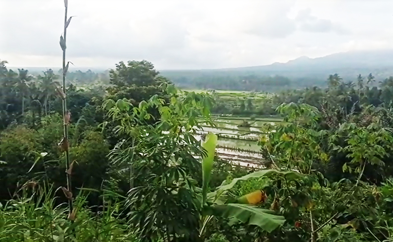 land fo rent with view rice fields and mount Agung