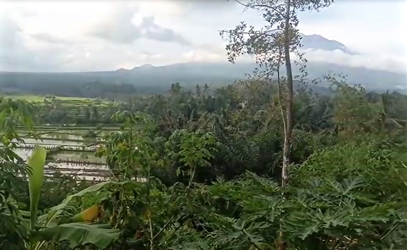 disewakan tanah 9 are view sawah dan gunung agung